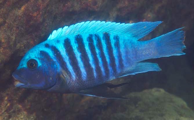 Maylandia midomo 'Lundo Island'